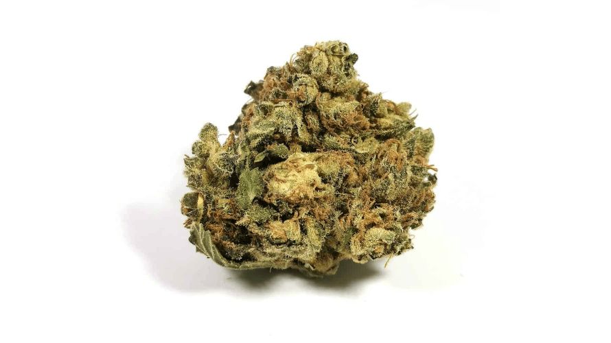 Shishkaberry strain is a BC bud online with a unique terpene profile that sets it apart from the rest. 