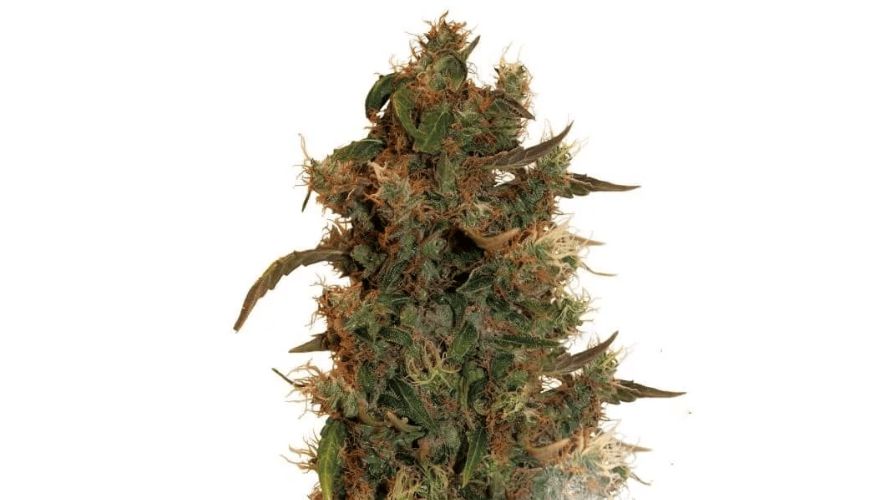 The Moby Dick strain has a fair share of side effects that you need to watch out for. 
