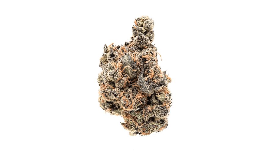 Moby Dick weed has a solid terpene profile that contributes to its unique aromatic flavour. 