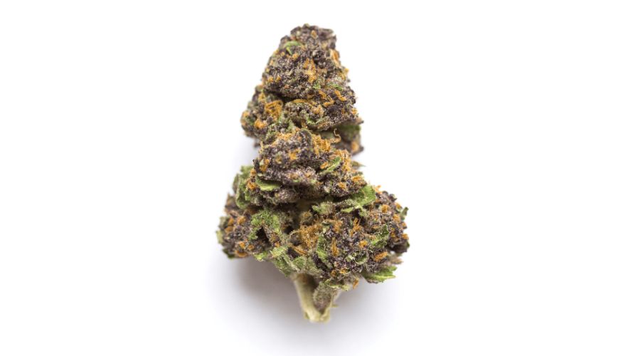 Purple Rockstar strain boasts a diverse terpene profile, creating a unique sensory experience. 
