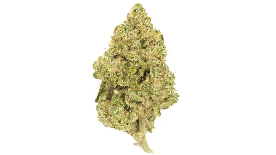 Sniff the Violator Kush — it has a strong hashy aroma. That's no surprise considering the incredible terpene profile you'll soon uncover!