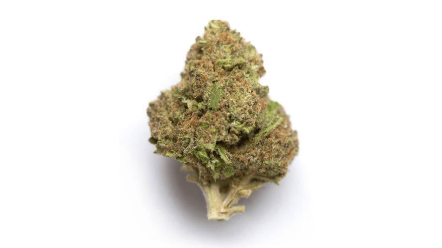 This is more than a guide. It's a full-blown review of the Chocolate Mint chip strain, featuring its THC content, genetic pool, flavours and aromas, effects, and more. 