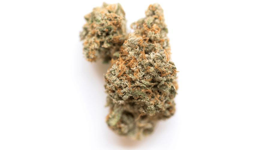 Nothing beats the Georgia Pie strain when it comes to smell. This strain has a sweet, fruity aroma with a strong citrus and pine essence. 