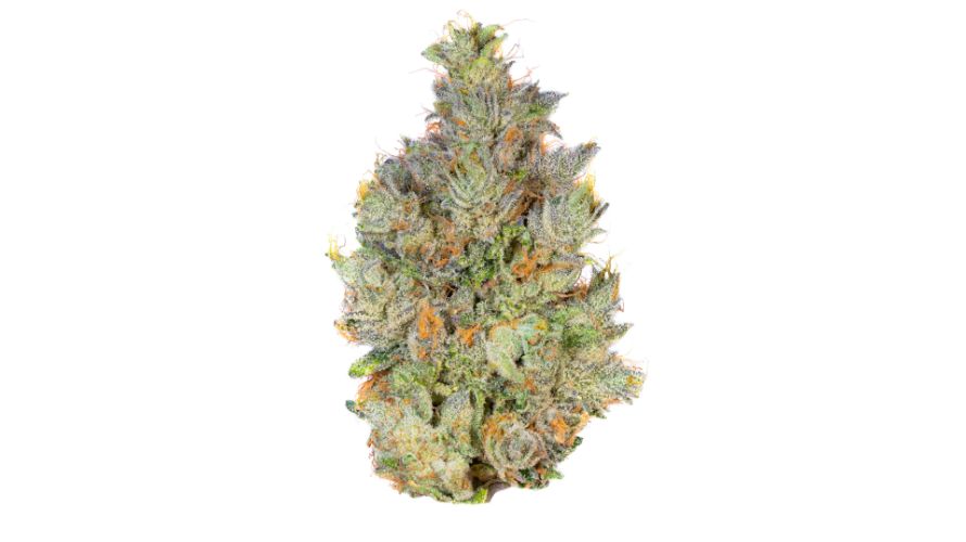 Hindu Kush weed has a short and densely packed stature that some enthusiasts have described as looking like a 'miniature Christmas tree.'