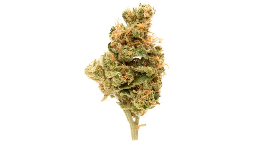 One of the reasons this strain became so popular in Canada was because of its high THC and low CBD concentration compared to other buds at the time.