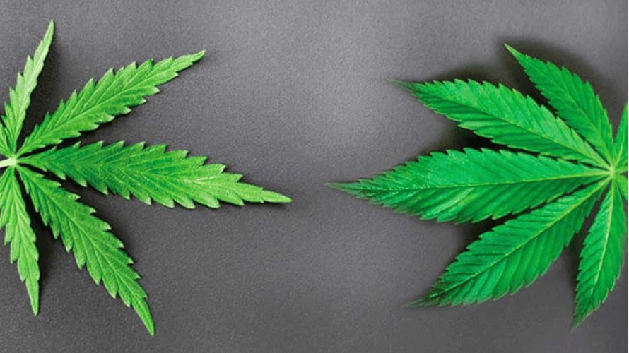 Whether you settle for an indica or a hybrid when you buy cannabis online will depend on your preference. 