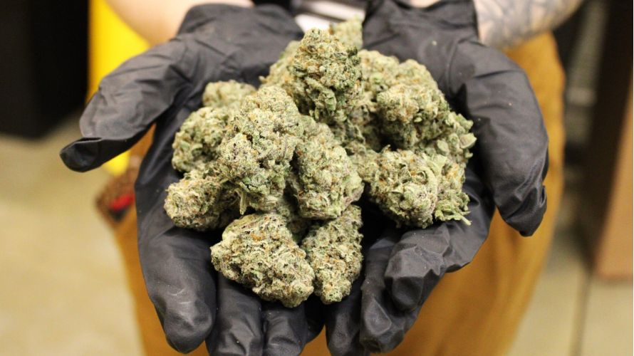 Even though the Orange Crush strain is a magical strain that every cannabis enthusiast needs to try, it's important to understand its negative side. 