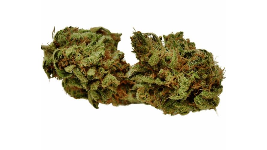 The Oreoz strain is more than a need — it's a necessity, especially for sugar lovers, stressed-out stoners, and lovers of quality weed. 