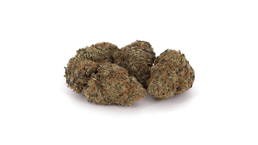 Chocolate Kush typically boasts a moderate to high potency, with THC levels ranging from 15% to 25%, depending on factors such as growing conditions and phenotype. 