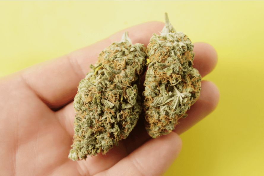 With a balanced cerebral & physical high, hybrid weed strains offer the best of both worlds. Learn what is hybrid weed & where to buy it in Canada.