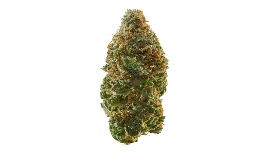The White Death Bubba strain is popularly known as a heavy hitter for its unmatched THC concentration. 