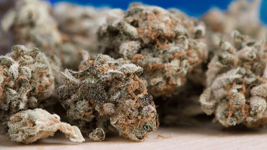 Patients dealing with conditions such as severe insomnia, chronic pain, inflammation, and nausea require high THC cannabis strains for effective and long-lasting relief. 