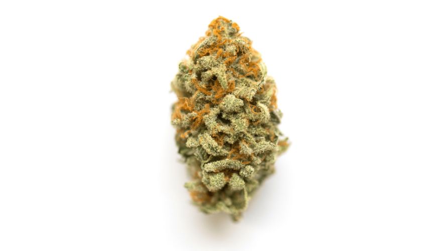 The Orange Crush strain, also known as the Orange Crusher strain, is a crossbreed of two popular cannabis strains, California Orange and the Blueberry. 