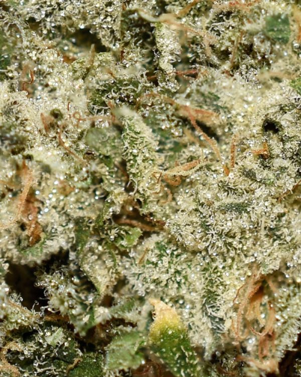 Cinderella 99 AAA Trichomes