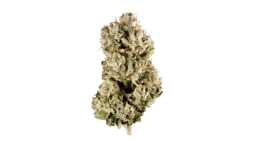 With up to 25% THC, this indica-leaning hybrid packs a serious punch. Gorilla Glue #4’s spicy, earthy, sour aroma is a testament to its premium genetics.