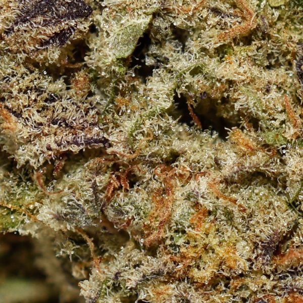 Mendocino Purps AAA - Chronic Farms