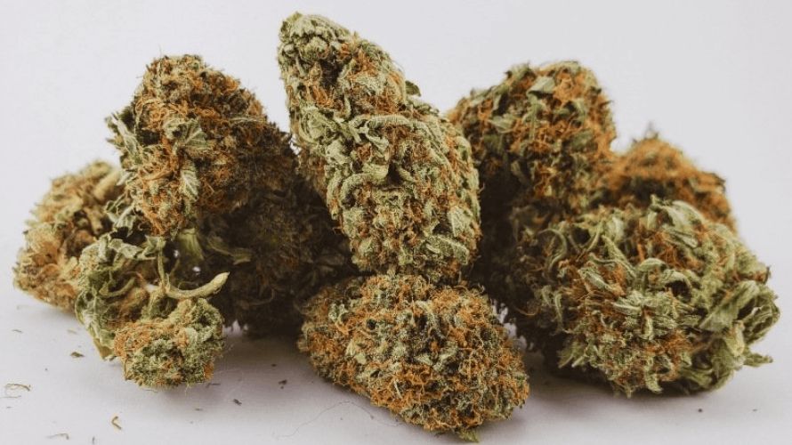 An important factor that you must consider when trying to buy cannabis online is the smell of a strain.