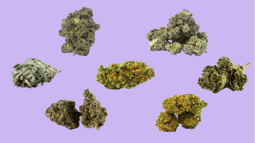 Hybrid strains can be categorized based on their dominant genetic lineage, with some leaning more towards indica, others favoring sativa characteristics, and some striking a perfect balance.