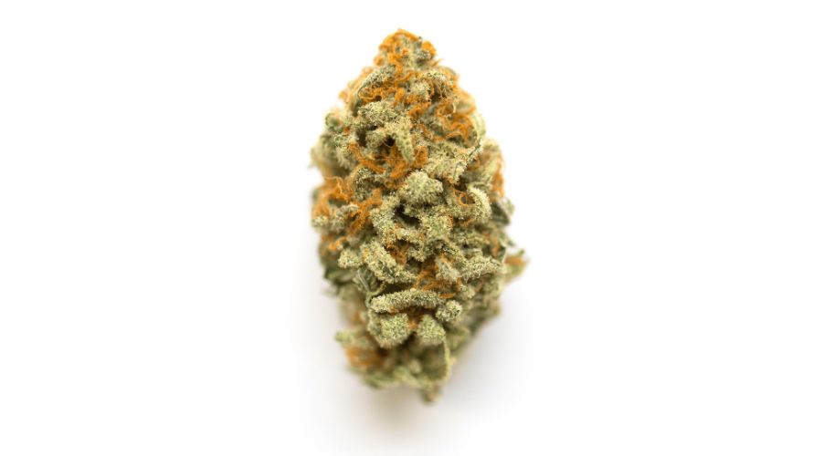 The Orange Crusher strain is a lovely hybrid that was created by crossing California Orange with Blueberry weed.