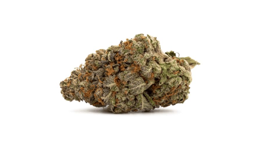 Blue Coma is renowned for its potent THC content, making it a favourite among individuals that buy cannabis online.