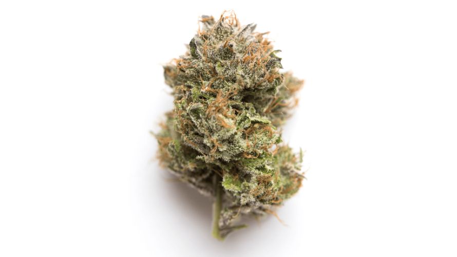 Gelato 33, a strain that has quickly become a favourite among cannabis enthusiasts, owes its origins to the renowned breeders at Cookie Fam Genetics. 