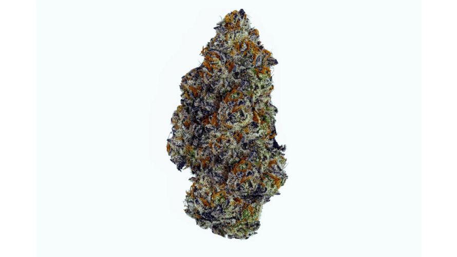 As a typical Indica-dominant strain, the Slurricane strain grows to a medium height. 