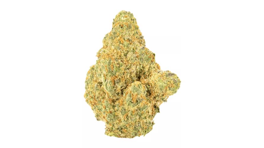 This is more than your average Sundae Driver strain info. We've looked high and low for the latest info, asked the veterans for expert insights, and personally tested out the strain to bring you an updated overview of the Sundae Driver.