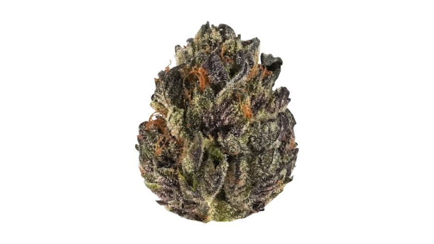 The Tropicana Cookies strain can be described as a visual and sensory masterpiece, capable of captivating all that buy cannabis online. 
