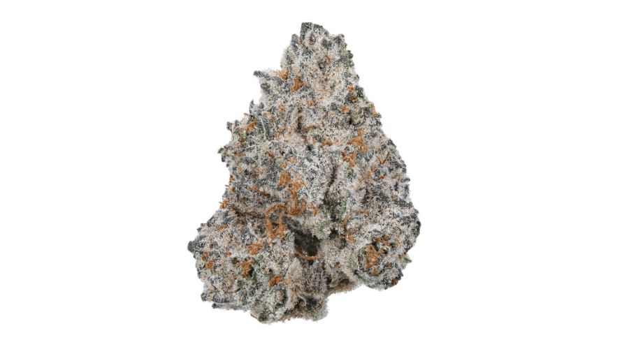 The origins of the White Truffle strain trace back to a meticulous crossbreeding by Fresh Coast Seeds, combining the robust genetics of Original Glue (also known as GG4) with Peanut Butter Breath. 