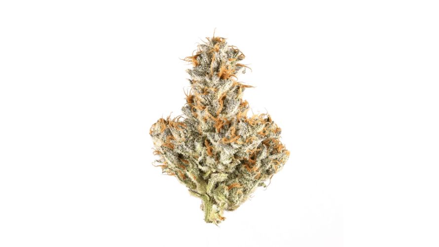 The White Truffle weed is visually distinctive, known for its compelling colour palette and bud structure. 