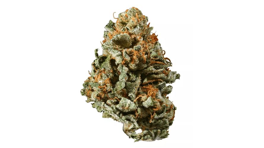 The AK47 strain THC level is a defining feature that contributes significantly to its potent effects and popularity among cannabis enthusiasts.