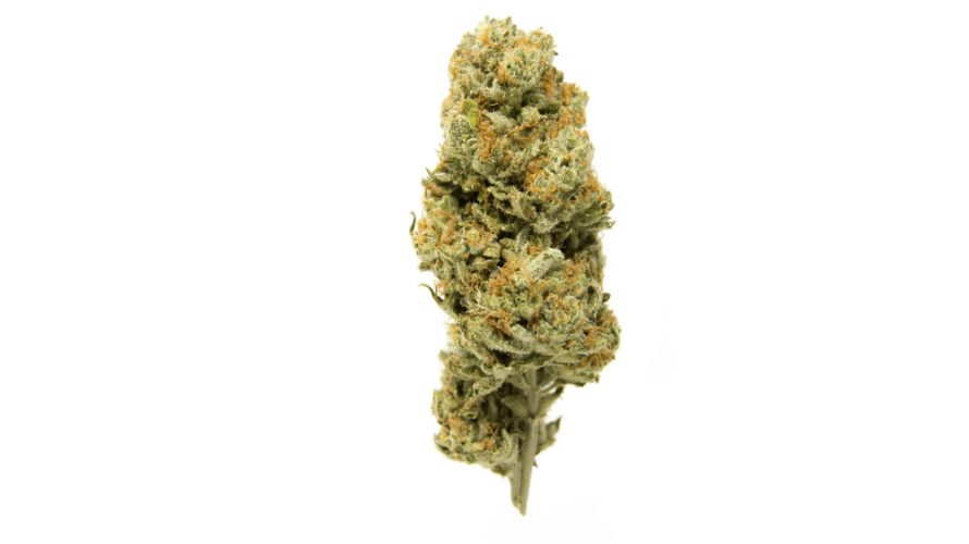 Looking for an alternative to Pine Tar Kush? Consider Raspberry Boogie, an indica-dominant hybrid that offers a unique combination of potency and taste.