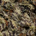 Dead Elvis AAAA+ Trichomes