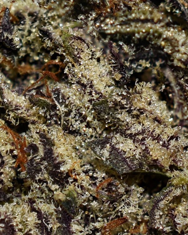 Dead Elvis AAAA+ Trichomes