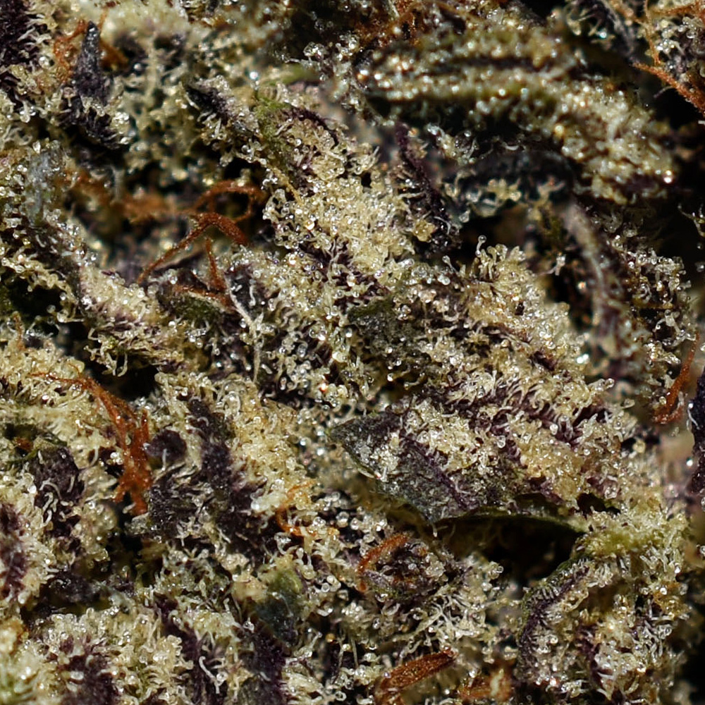 Dead Elvis AAAA+ Trichomes