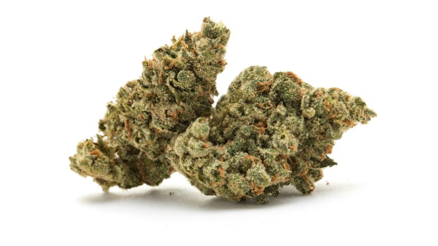 The Donny Burger strain is an indica-dominant hybrid, known for its powerful effects and unique genetics.