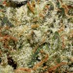 Motorbreath AAAA Trichomes