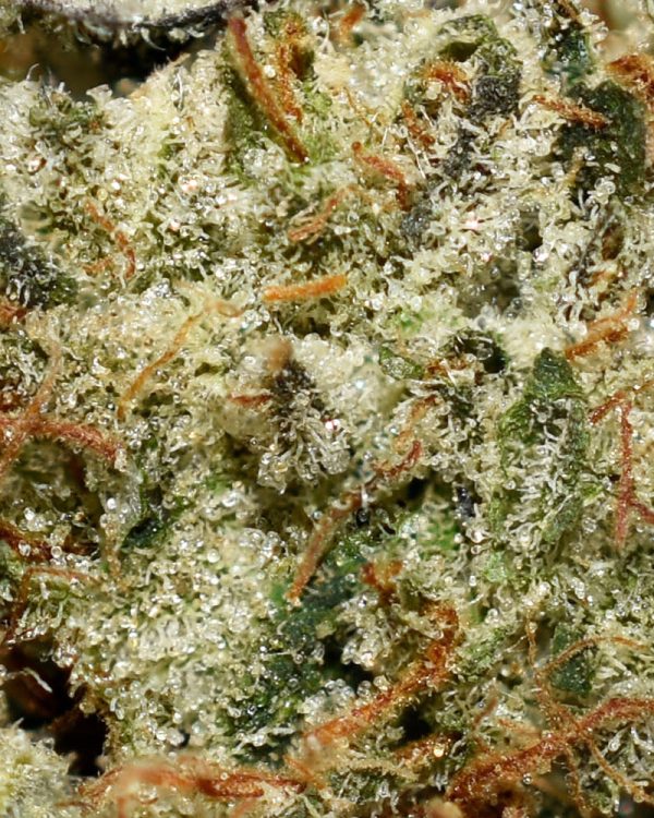 Motorbreath AAAA Trichomes