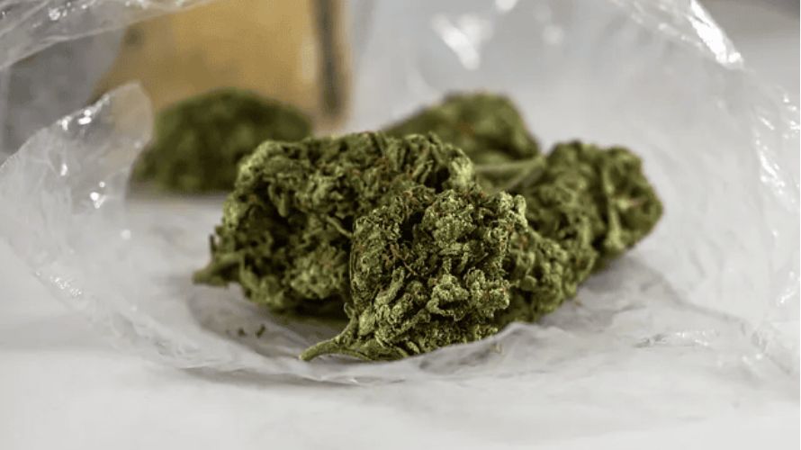 When looking to buy cheap weed online in Canada, understanding the different types of cannabis strains and regional varieties can enhance your experience and help you find products that suit your preferences and needs.