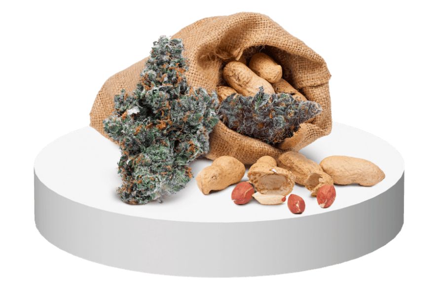 Something nutty is around the corner. Learn everything you need to know about Peanut Butter Breath, its potency, flavour, and THC level