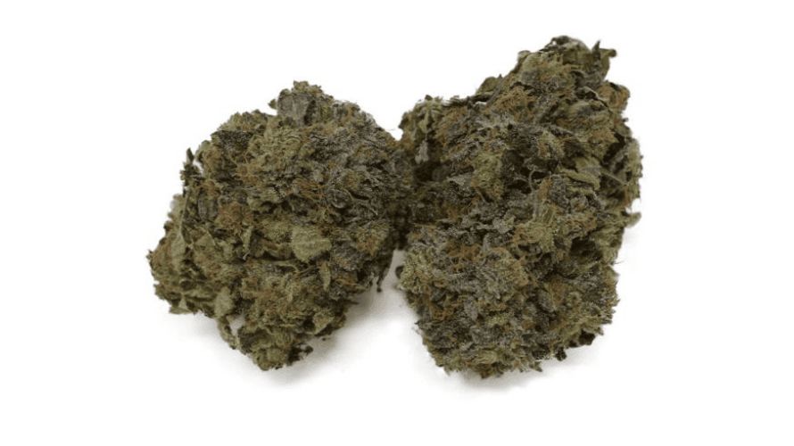 Pine Tar strain, including the popular Pine Tar Kush variant, is renowned for its potent THC levels, making it a favourite among cannabis enthusiasts searching for a strong and immersive experience.