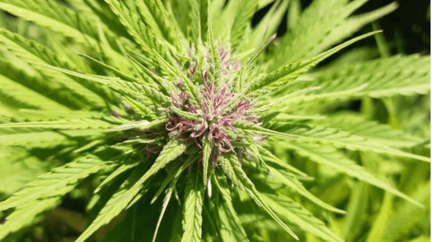 Before considering Sativa cannabis strains in Canada, let's discuss weed basics: What are Sativas, Indicas, and hybrids?