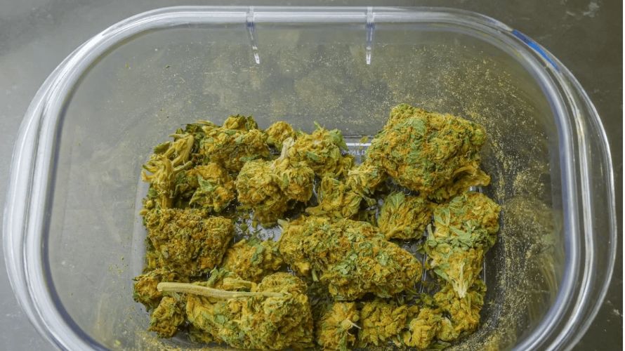 Hybrid cannabis, often referred to as hybrid weed or hybrid pot, offers a unique blend of the effects from both Sativa and Indica strains, catering to a wide range of preferences and needs among cannabis consumers.