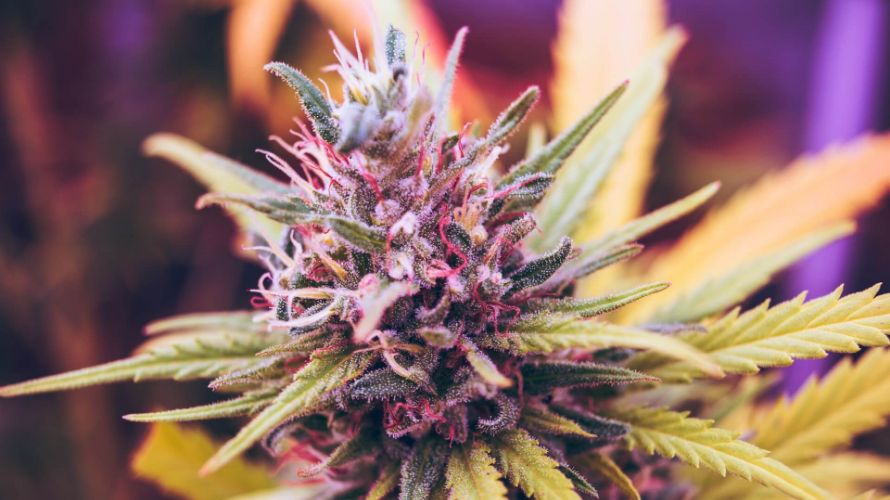 The convenience, discretion, and wide selection offered by online weed dispensaries has made it easier for those that want to buy indica flower online.
