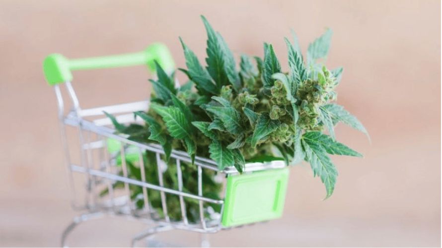 Finding the best online weed dispensary involves aligning their offerings with your requirements.