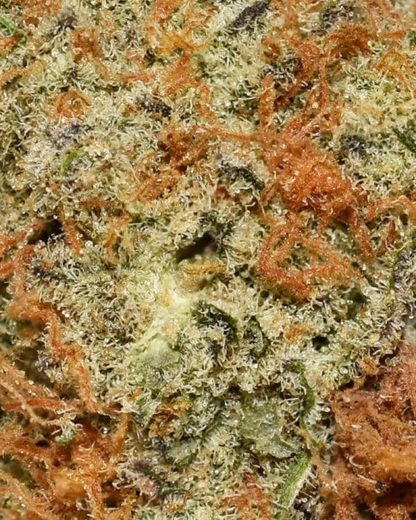 Do Si Dos AA Trichomes