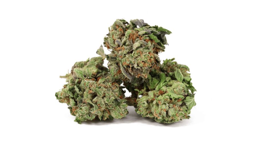 The Dolato strain THC level typically ranges between 20% and 25%, making it a potent choice for cannabis enthusiasts.