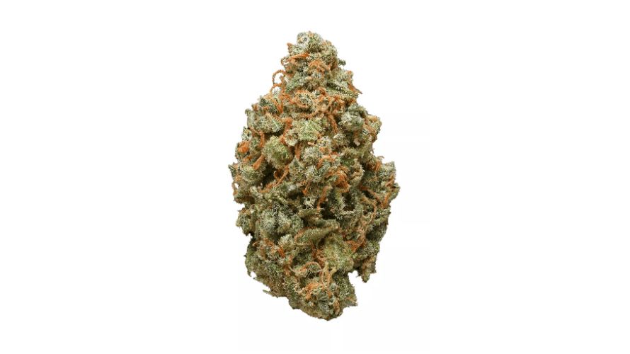 The Great White Shark strain, also known as Great White or Great White weed, boasts a rich and complex terpene profile that contributes to its distinctive aroma, flavour, and effects.