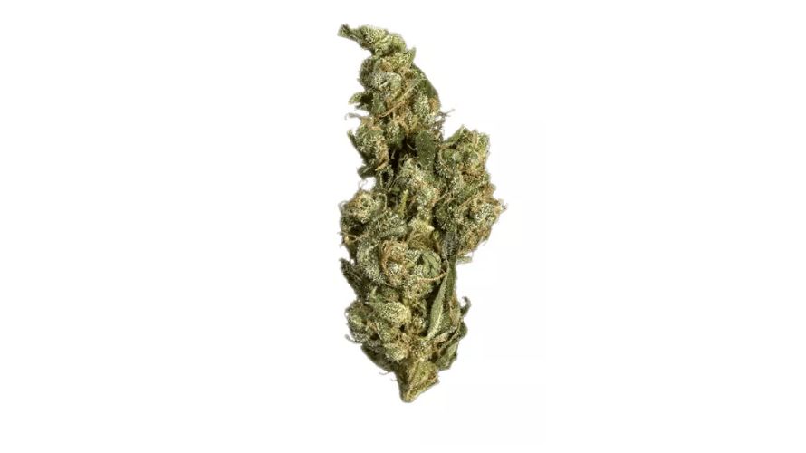 The Great White Shark strain, also referred to as Great White or Great White weed, is a hybrid cannabis strain.