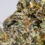 Special K AAAA+ Trichomes